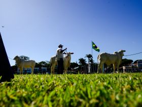 Inscrições de animais para 89ª ExpoZebu estão esgotadas