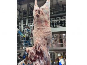 Animais participantes do PMGZ Carne passam por abate