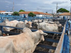 Pró-Genética vai fechar o ano com 44 feiras