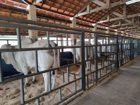 Pró-Genética Online será destaque na 2ª Expogenética MS