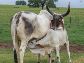 Concurso Fotográfico da ABCZ tem nova foto vencedora