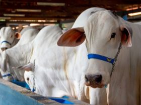 Expoinel Minas abre o calendário anual de feiras no Parque Fernando Costa 