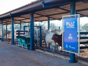 PNAT 2023: ABCZ divulga lista de touros classificados no TDEA