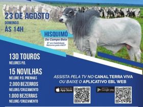 '4º Leilão da Agropecuária do Campo' acontece no próximo domingo (23) 
