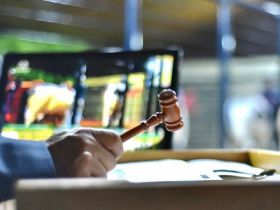 Leilões da 88ª ExpoZebu registram R$ 98,9 milhões em vendas