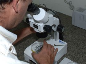 MAPA regula Certificação Zootécnica em operações internacionais