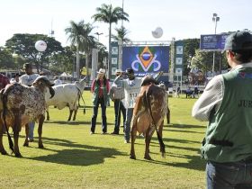 Eleita nova Comissão de Jurados das raças zebuínas