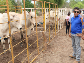  Pró-Genética viabiliza melhoramento genético no MT