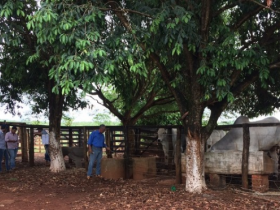 Pró-Genética segue marcando território 