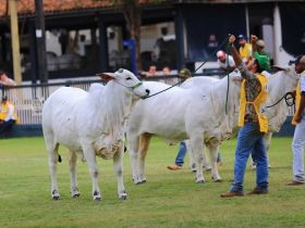Pista de julgamentos da Expoinel 2017 premia campeãs Novilha Maior e Menor