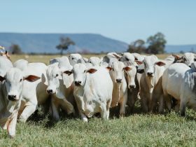 AGRONEGÓCIO BRASILEIRO: terra fértil para crescimento econômico, sustentabilidade e inclusão social
