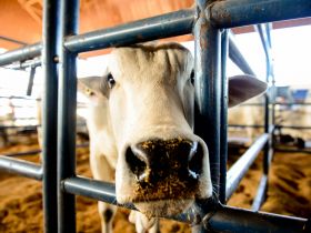 ExpoGenética 2022: Confira a programação desta quinta-feira (25)