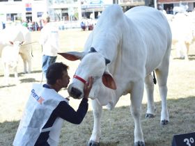 Grandes campeões da 87ª ExpoZebu são anunciados no Parque Fernando Costa