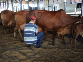  Abertas inscrições para Concurso Leiteiro da 81ª ExpoZebu