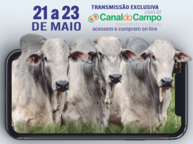 ?Shopping Virtual de Touros Agromaza? irá ofertar mais de 40 touros