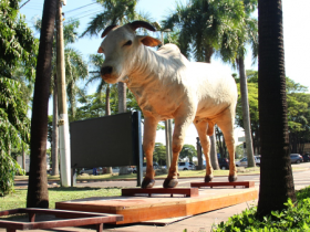 Museu do Zebu recebe doação de taxidermia de touro Karvadi