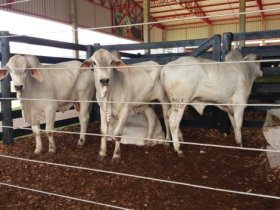 Pró-Genética comercializa 29 touros durante Show Rural Coopavel