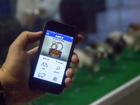 Divulgadas novas avaliações genéticas nacionais do PMGZ Corte