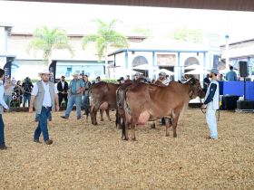 Conheça os Grandes Campeões da 3ª ExpoLeite e 25ª Expogil
