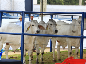 Brahman a Campo 2015 chama atenção de criadores 