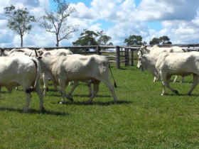 Grupo Adir participa da ExpoGenética 2015