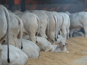 Tabapuã confirma presença na 23ª ExpoSul em Chapadão do Sul 