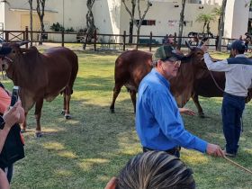Expocruz 2022: Técnico da ABCZ realiza palestra sobre raça Sindi