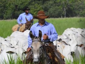 SENAR e ABCZ promovem curso gratuito sobre Manejo Racional e Bem Estar Animal
