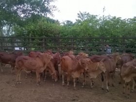 Sindi é estrela em 1º PGP a pasto do RN