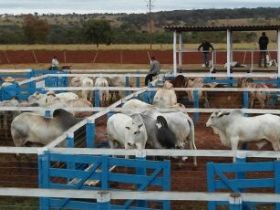 ABCZ vai assinar convênio com Governo de São Paulo durante a Agrifam 2015 