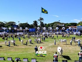 91ª ExpoZebu: Grandes Campeonatos das raças zebuínas acontecem no sábado, a partir das 8h da manhã