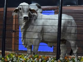 ‘Leilão PNAT 2022’ aumenta a oferta de animais provados durante a ExpoGenética