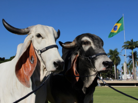 Indubrasil faz sua Nacional em mostra do Ceará