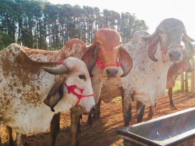 Estande do PMGZ Leite terá degustação de derivados na ExpoGenética
