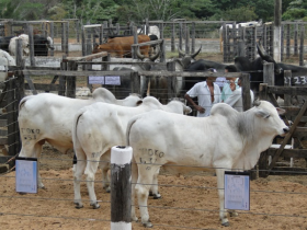 Número de touros comercializados pelo Pró-Genética cresceu 30% em 2016