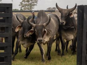 Pró-Genética estreia em Goiás e segue forte em Minas