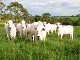 ABCZ lança projeto Carne de Zebu