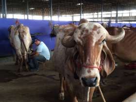 ExpoGenética 2016: 5º Concurso Leiteiro Natural encerra ordenhas
