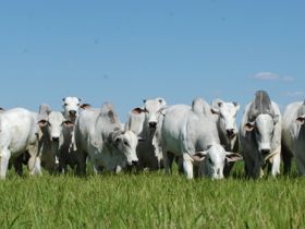 Setembro com oferta pesada de touros PMGZ