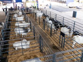 PNAT 2026: ABCZ disponibiliza lista de animais candidatos