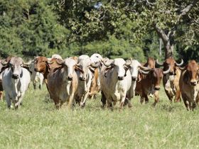 1ª Expo Gir Leiteiro reúne 200 animais de elite em Goiânia