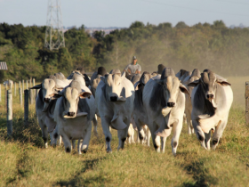 Uberaba recebe o maior leilão de animais de elite com seguro do Brasil