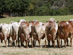 ExpoLeite: Últimos dias para inscrição de animais