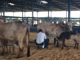 Matrizes começam a chegar para o 5º Concurso Leiteiro Natural na ExpoGenética