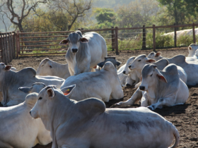 PNAT atinge marca de 100 mil doses distribuídas