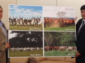 Raças zebuínas agora decoram embaixada indiana 