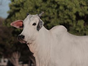 PMGZ: matriz ativa líder do programa é do criatório Grupo Costa