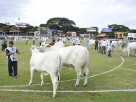 Começam os julgamentos de animais na ExpoZebu 2015