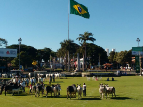 Quarta-feira movimentada para guzeratistas na 83ª ExpoZebu