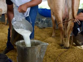 Concurso Leiteiro marca início da programação da 2ª ExpoLeite, em Uberaba (MG)